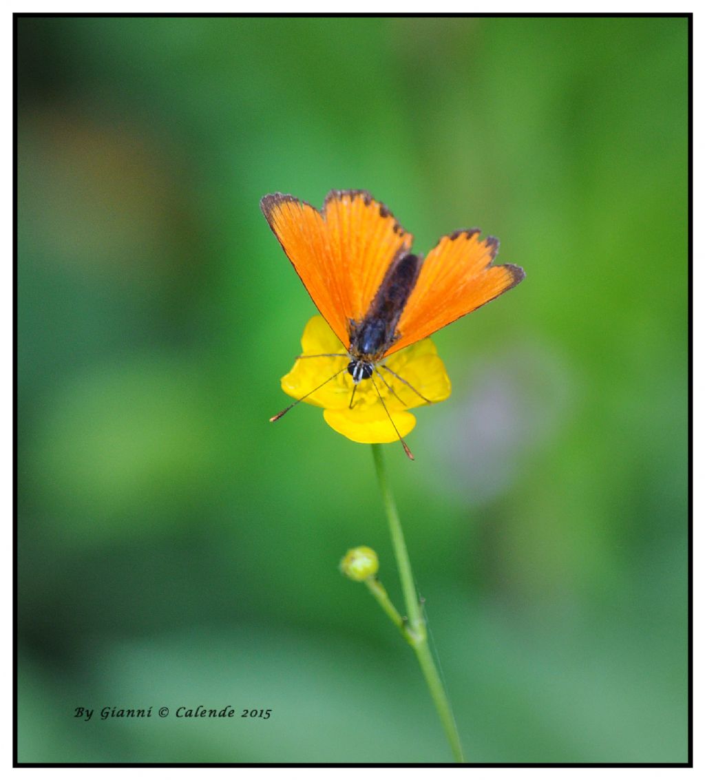 Lycaena virgaureae? S�